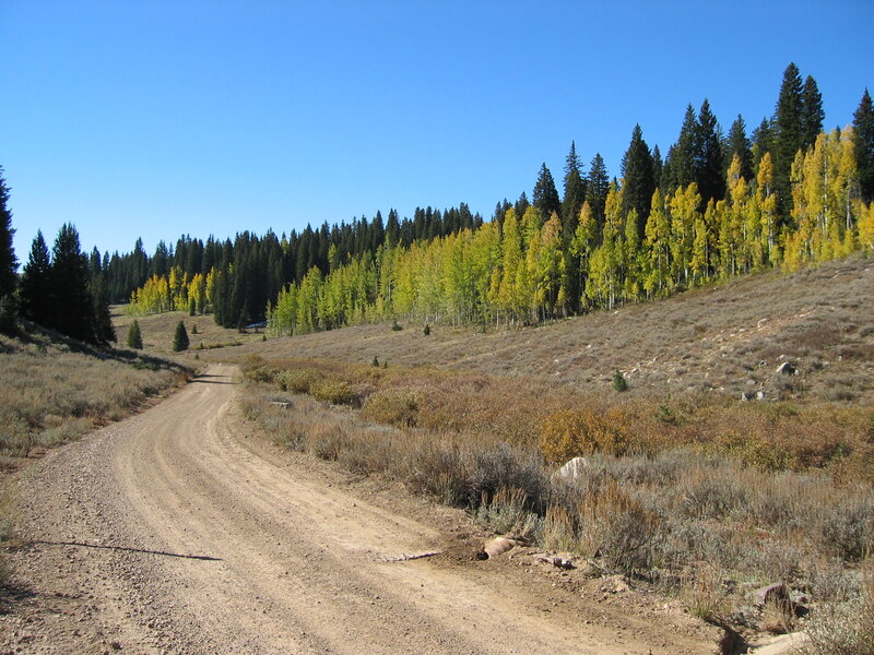 Dirt Road in Forest — Blue, Serene