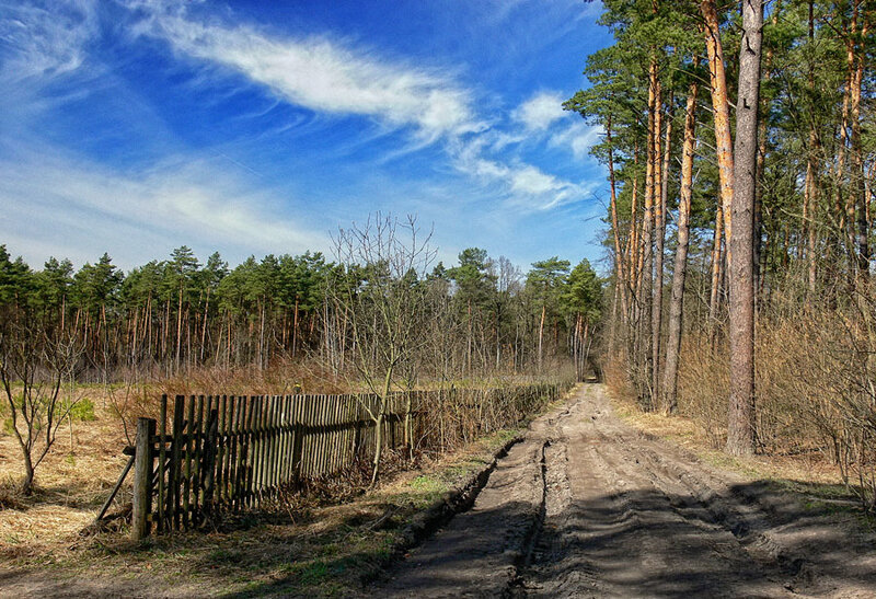 Dirt Road in Forest — Blue