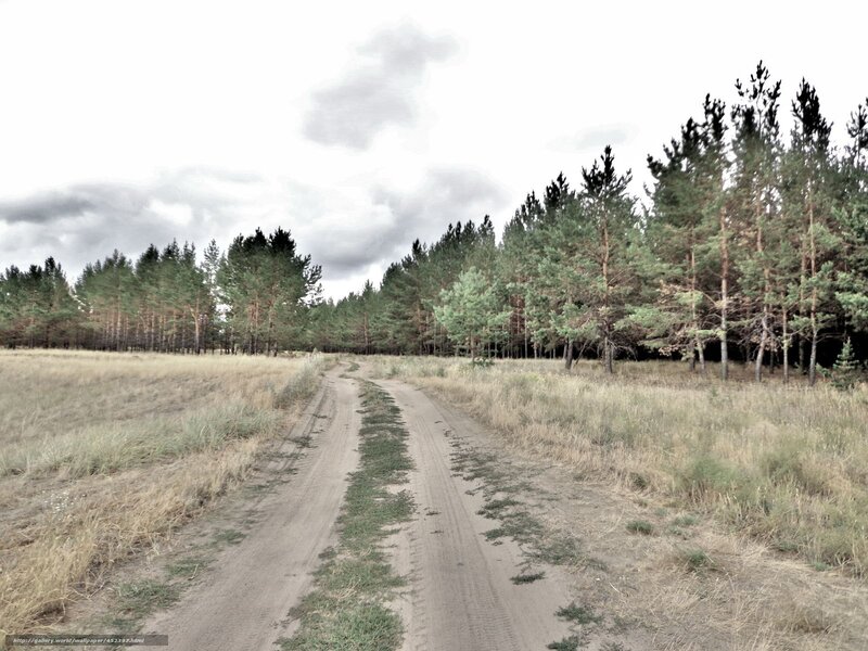 Dirt Road in Forest — Brown, Calm, Afternoon