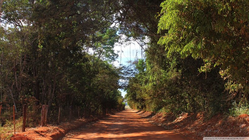 Dirt Road in Forest — Brown, Serene, Afternoon, Photograph, Trees