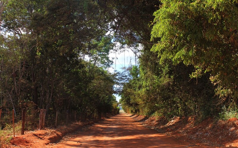 Dirt Road in Forest — Brown, Serene, Afternoon