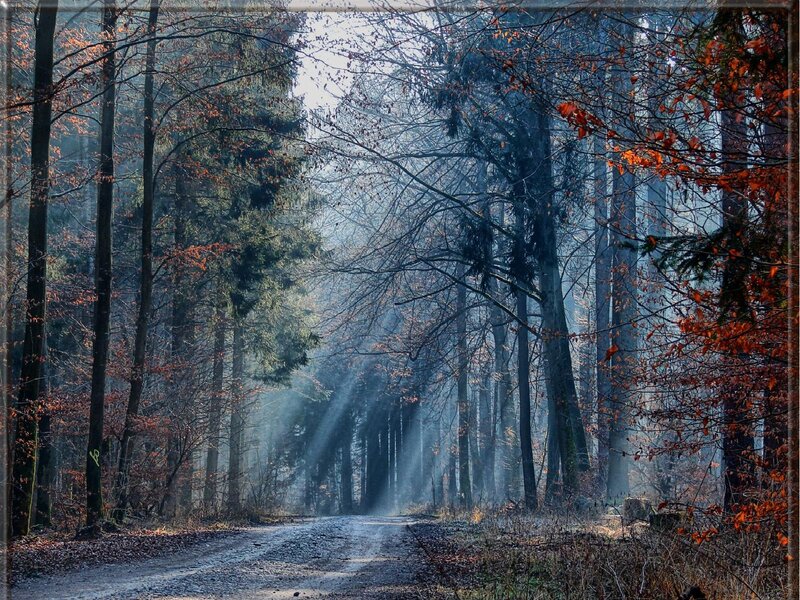 Dirt Road in Forest — Brown, Serene, Autumn