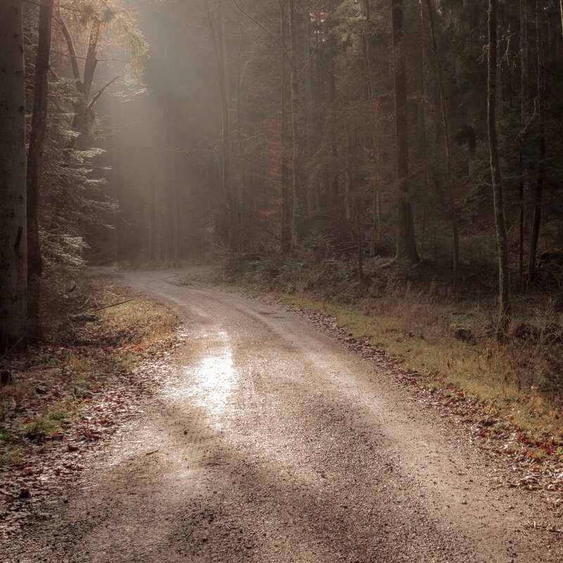 Dirt Road in Forest — Brown, Serene, Morning