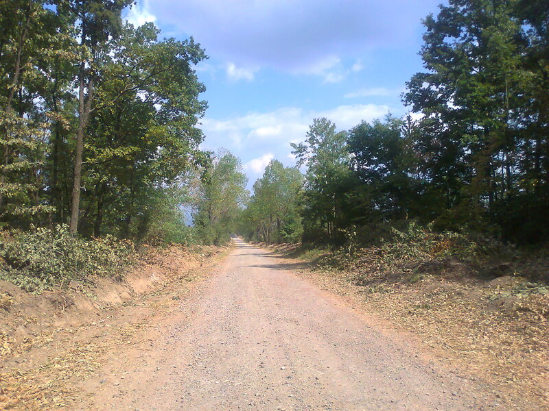 Dirt Road in Forest — Brown, Serene