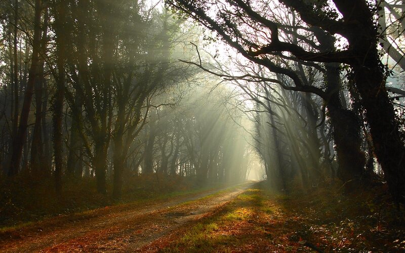 Dirt Road in Forest — Brown