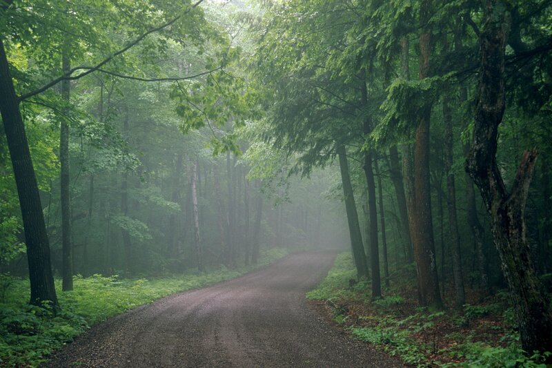 Dirt Road in Forest — Fog