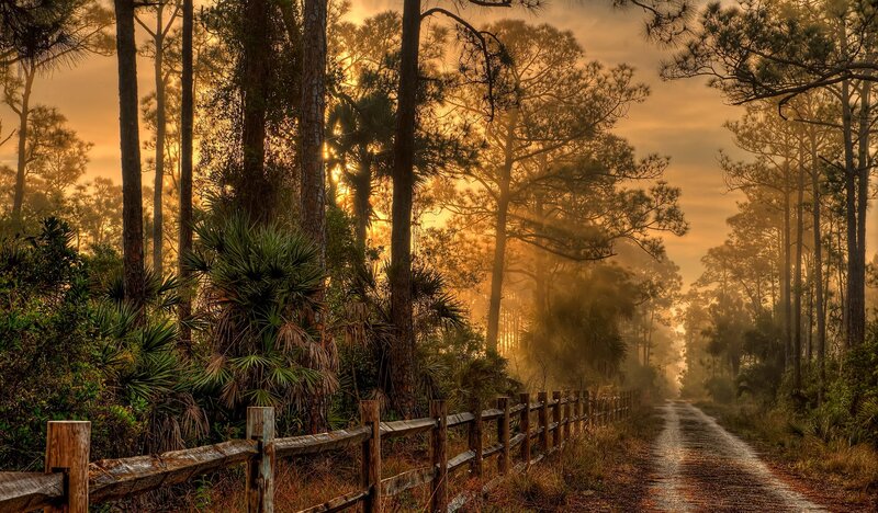 Dirt Road in Forest — Gold, Serene