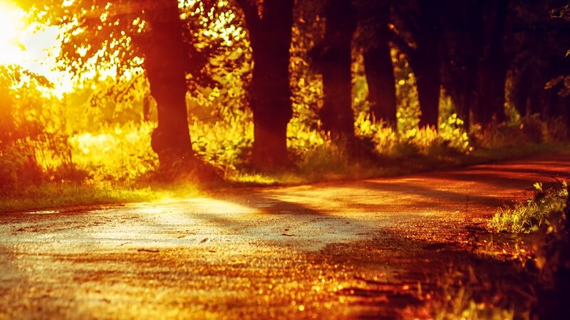 Dirt Road in Forest — Gold