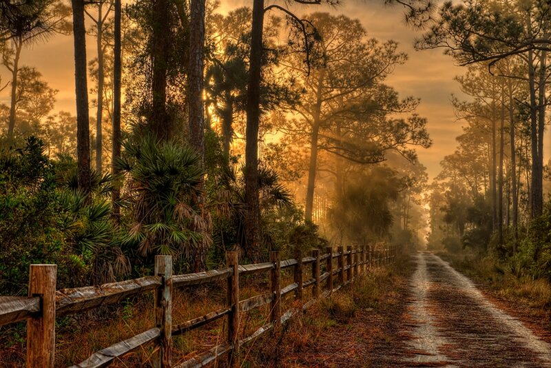 Dirt Road in Forest — Golden