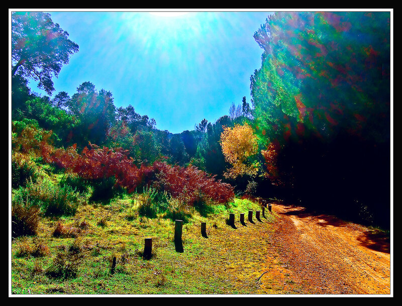 Dirt Road in Forest — Green, Bright