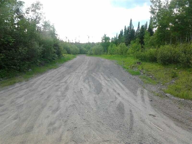 Dirt Road in Forest — Green, Calm, Afternoon