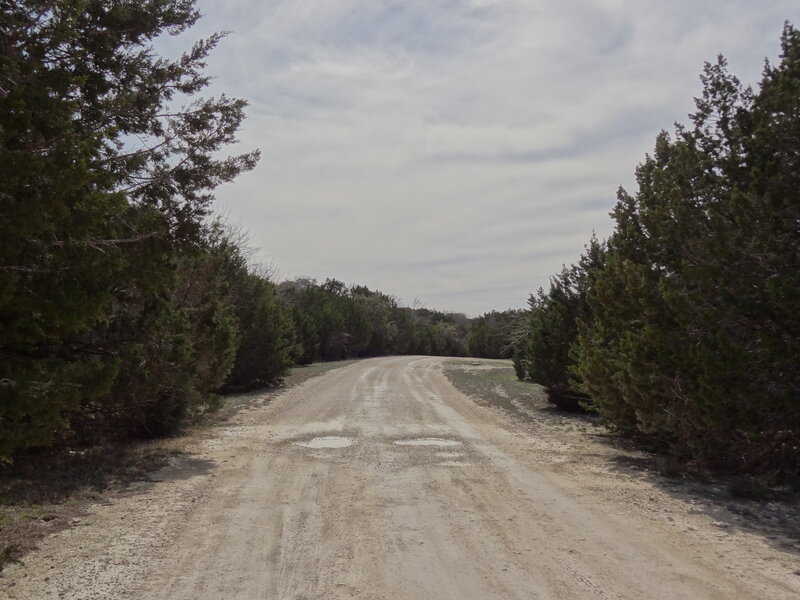 Dirt Road in Forest — Green, Calm