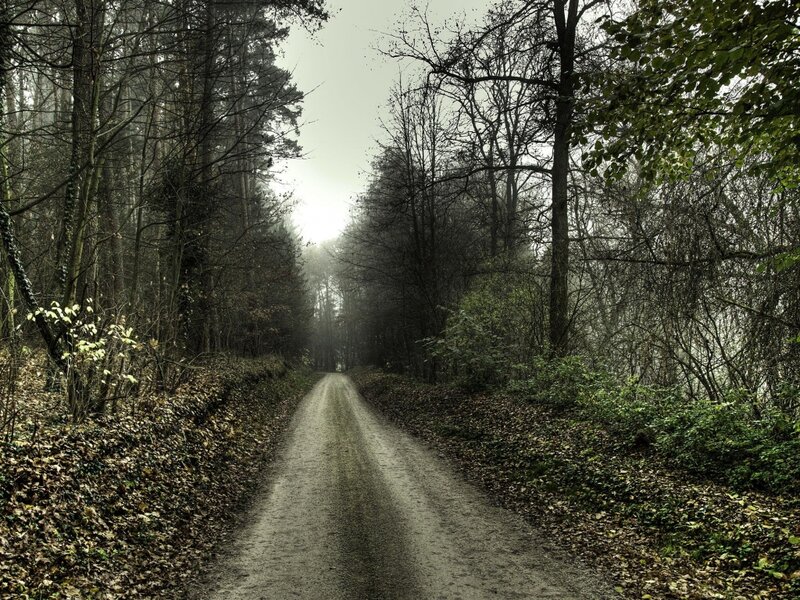 Dirt Road in Forest — Green, Misty, Autumn