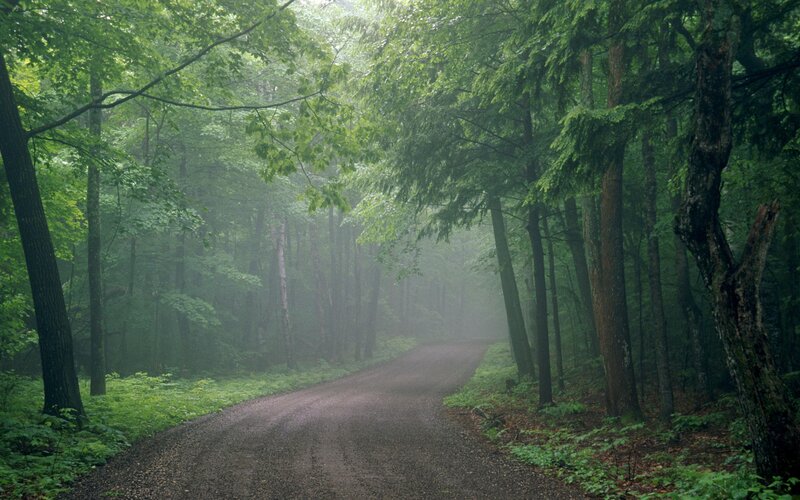 Dirt Road in Forest — Green, Misty, Morning, Photograph, Trees, Fog, Path, Brown, Gray