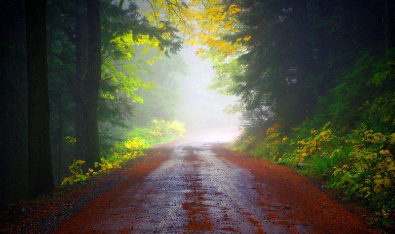 Dirt Road in Forest — Green, Misty, Morning, Photograph, Trees