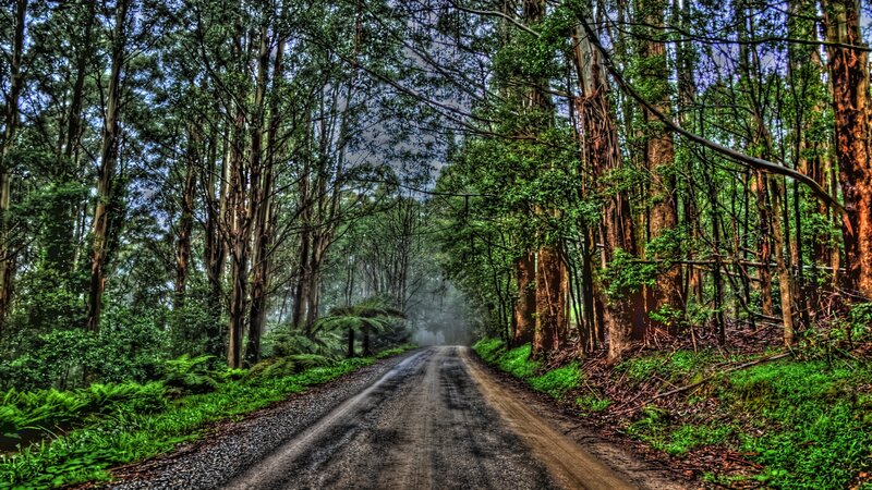 Dirt Road in Forest — Green, Misty, Morning