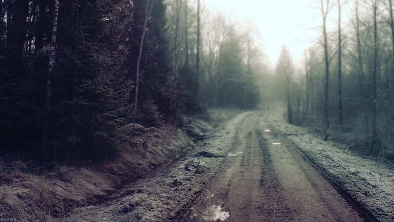 Dirt Road in Forest — Green, Misty, Winter