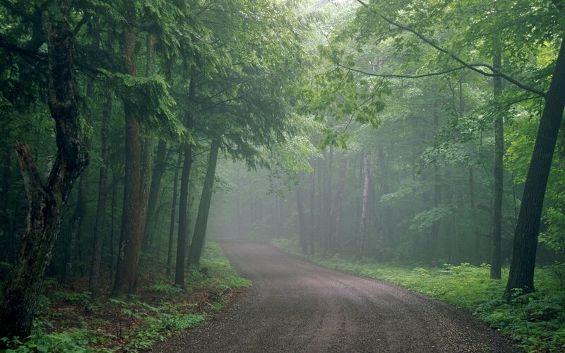 Dirt Road in Forest — Green, Morning