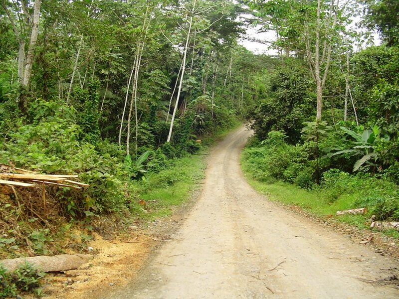 Dirt Road in Forest — Green, Natural