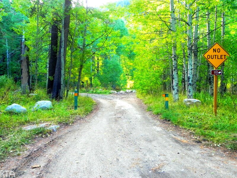 Dirt Road in Forest — Green, Serene, Afternoon, Photograph