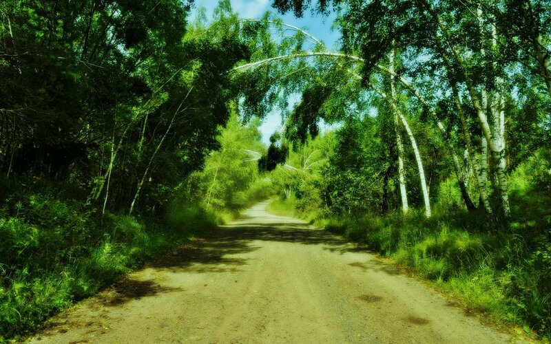 Dirt Road in Forest — Green, Serene, Afternoon, Photograph, Trees, Grass, Sky