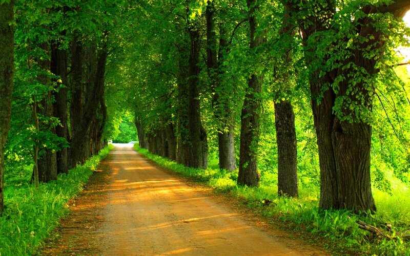 Dirt Road in Forest — Green, Serene, Afternoon, Photograph, Trees, Grass, Sunlight