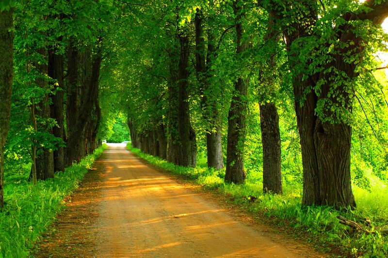 Dirt Road in Forest — Green, Serene, Afternoon, Photograph, Trees, Path, Grass