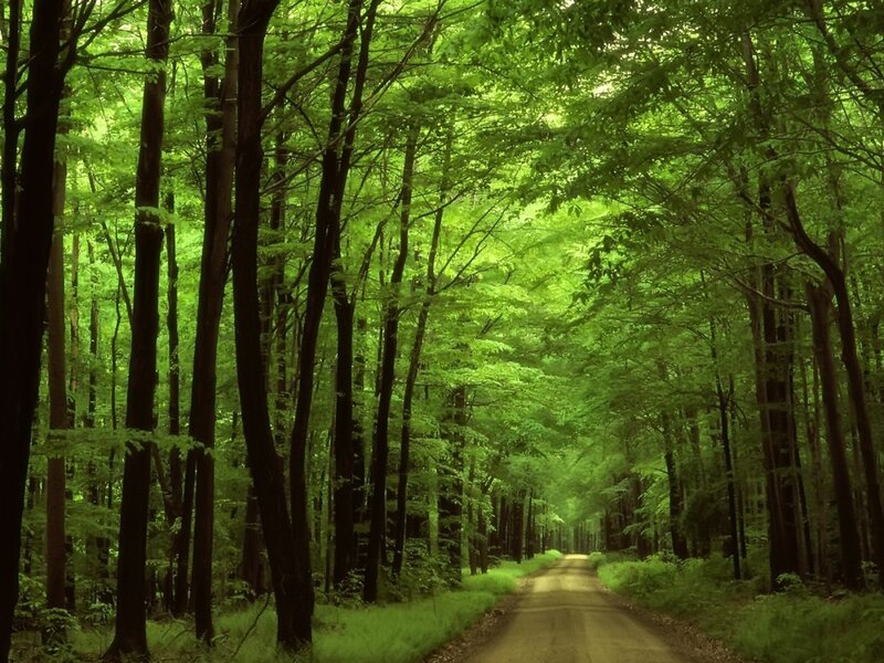 Dirt Road in Forest — Green, Serene, Afternoon, Photograph, Trees, Path, Greenery, Brown