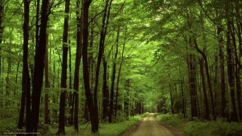 Dirt Road in Forest — Green, Serene, Afternoon, Photograph, Trees, Path, Greenery