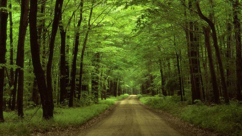 Dirt Road in Forest — Green, Serene, Afternoon, Photograph, Trees, Path, Leaves
