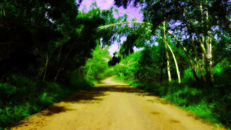 Dirt Road in Forest — Green, Serene, Afternoon, Photograph, Trees, Path, Sky
