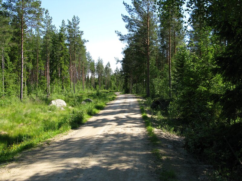 Dirt Road in Forest — Green, Serene, Afternoon, Photograph, Trees, Rocks