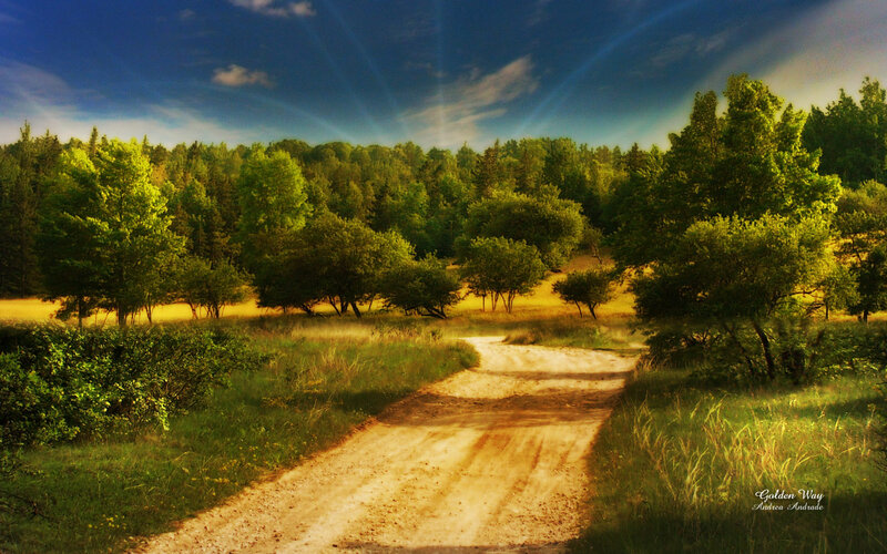 Dirt Road in Forest — Green, Serene, Afternoon, Photograph, Trees, Sky, Grass