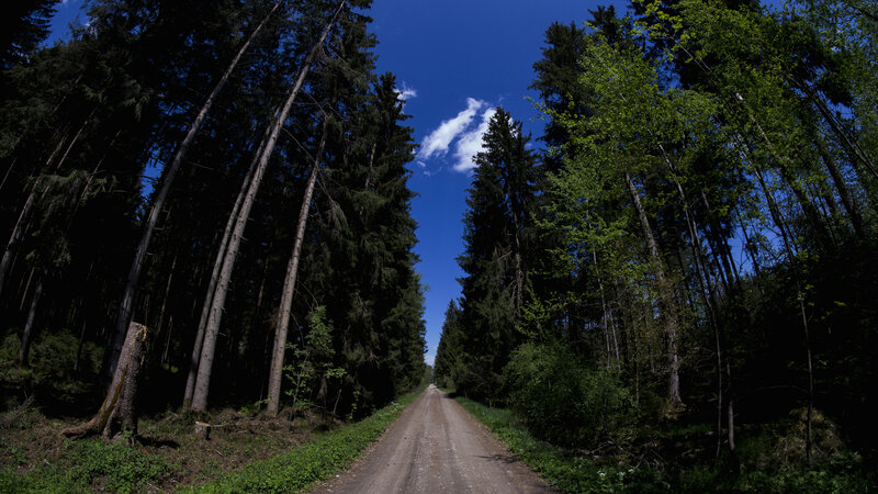 Dirt Road in Forest — Green, Serene, Afternoon, Photograph, Trees, Sky