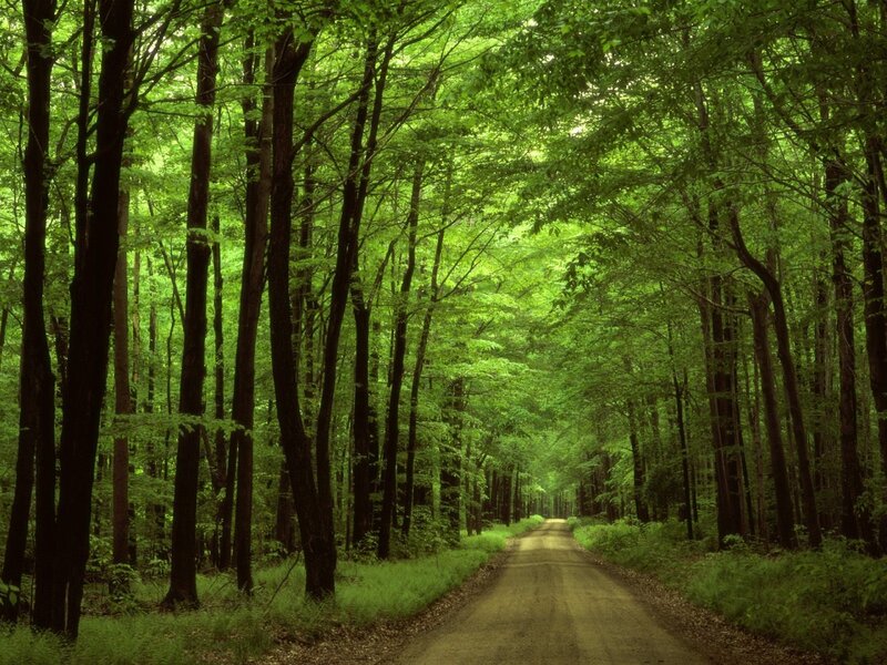 Dirt Road in Forest — Green, Serene, Afternoon, Photograph, Trees