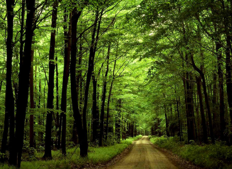 Dirt Road in Forest — Green, Serene, Afternoon
