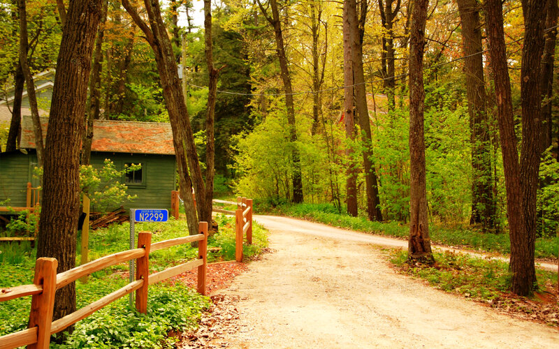 Dirt Road in Forest — Green, Serene, Autumn, Photograph, Cabin