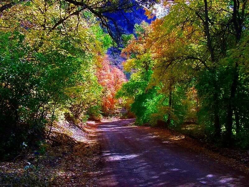 Dirt Road in Forest — Green, Serene, Autumn, Photograph