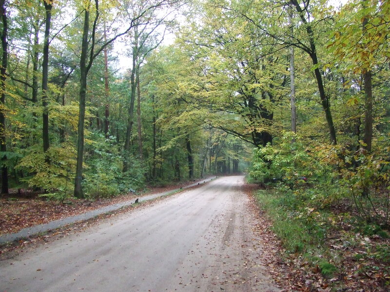 Dirt Road in Forest — Green, Serene, Autumn, Photograph, Trees, Leaves, Path