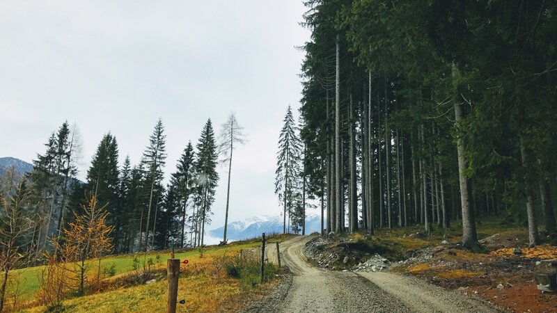 Dirt Road in Forest — Green, Serene, Autumn, Photograph, Trees, Mountains
