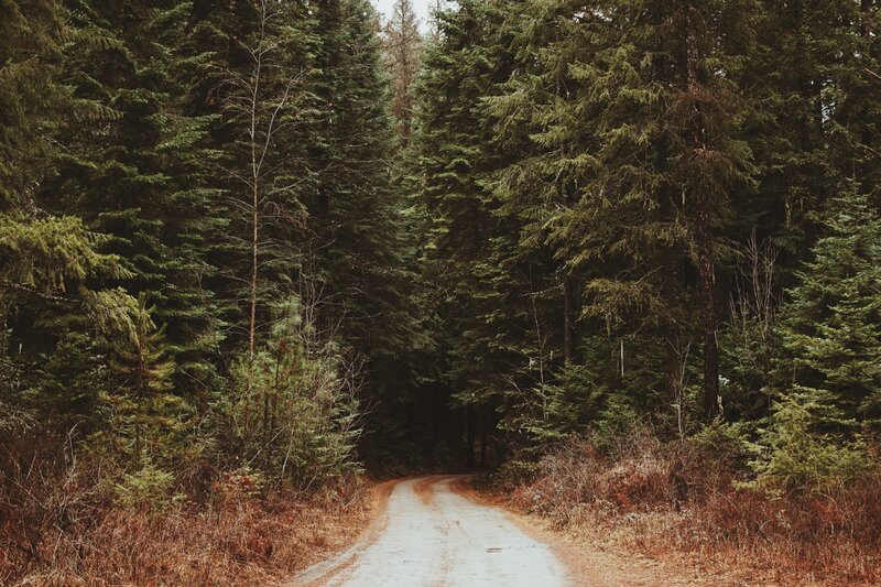 Dirt Road in Forest — Green, Serene, Autumn, Photograph, Trees, Path, Brush