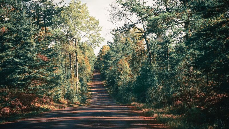 Dirt Road in Forest — Green, Serene, Autumn, Photograph, Trees, Path, Sunlight