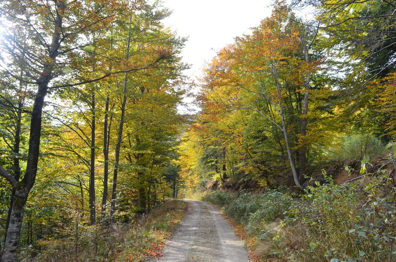 Dirt Road in Forest — Green, Serene, Autumn, Photograph, Trees, Path