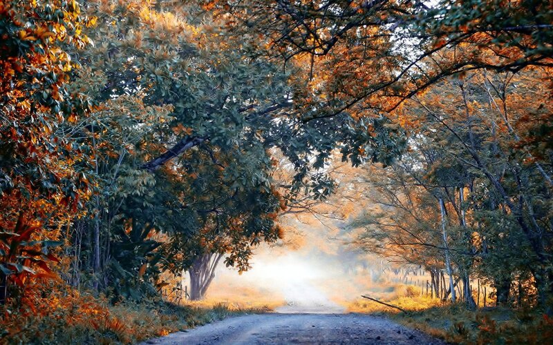 Dirt Road in Forest — Green, Serene, Autumn, Photograph, Trees, Sunlight