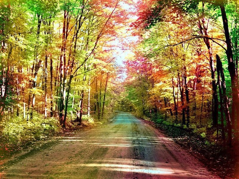 Dirt Road in Forest — Green, Serene, Autumn, Photograph, Trees
