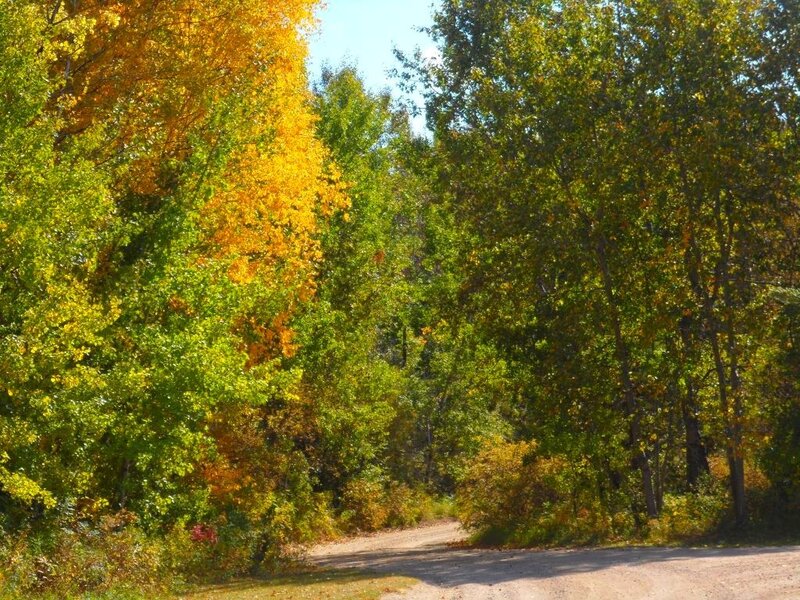 Dirt Road in Forest — Green, Serene, Autumn