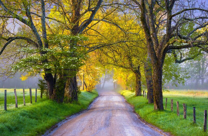 Dirt Road in Forest — Green, Serene, Morning, Photograph, Trees, Fence