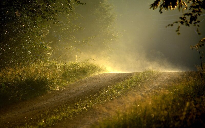 Dirt Road in Forest — Green, Serene, Morning, Photograph, Trees, Grass