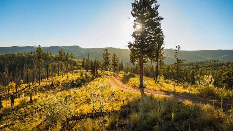 Dirt Road in Forest — Green, Serene, Morning, Photograph, Trees, Mountains