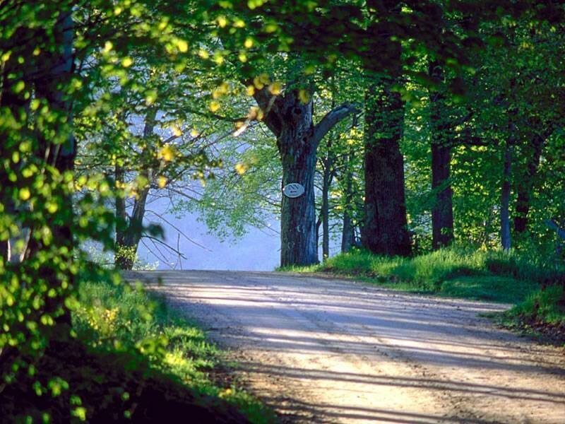 Dirt Road in Forest — Green, Serene, Morning, Photograph, Trees, Path